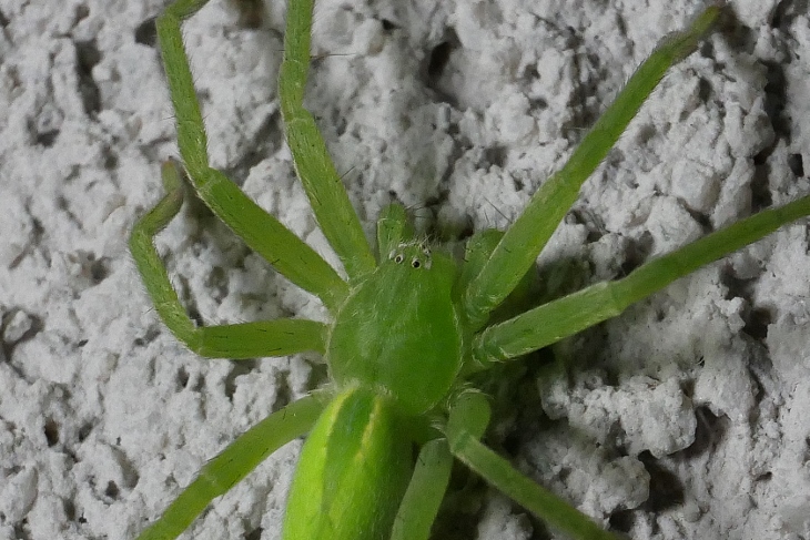 Micrommata virescens -  Sassoferrato (AN)